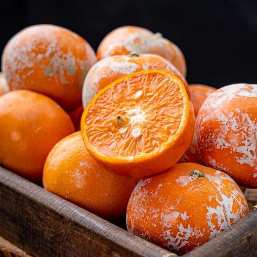 【网红脏脏柑】皮薄肉嫩，富含维C，味如“天然芬达”汽水，每个果子都涂“防晒霜”每年都超火爆的品，快来一起尝鲜啦！ 商品图1