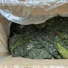 有机盐渍深海嫩海带 商品缩略图4