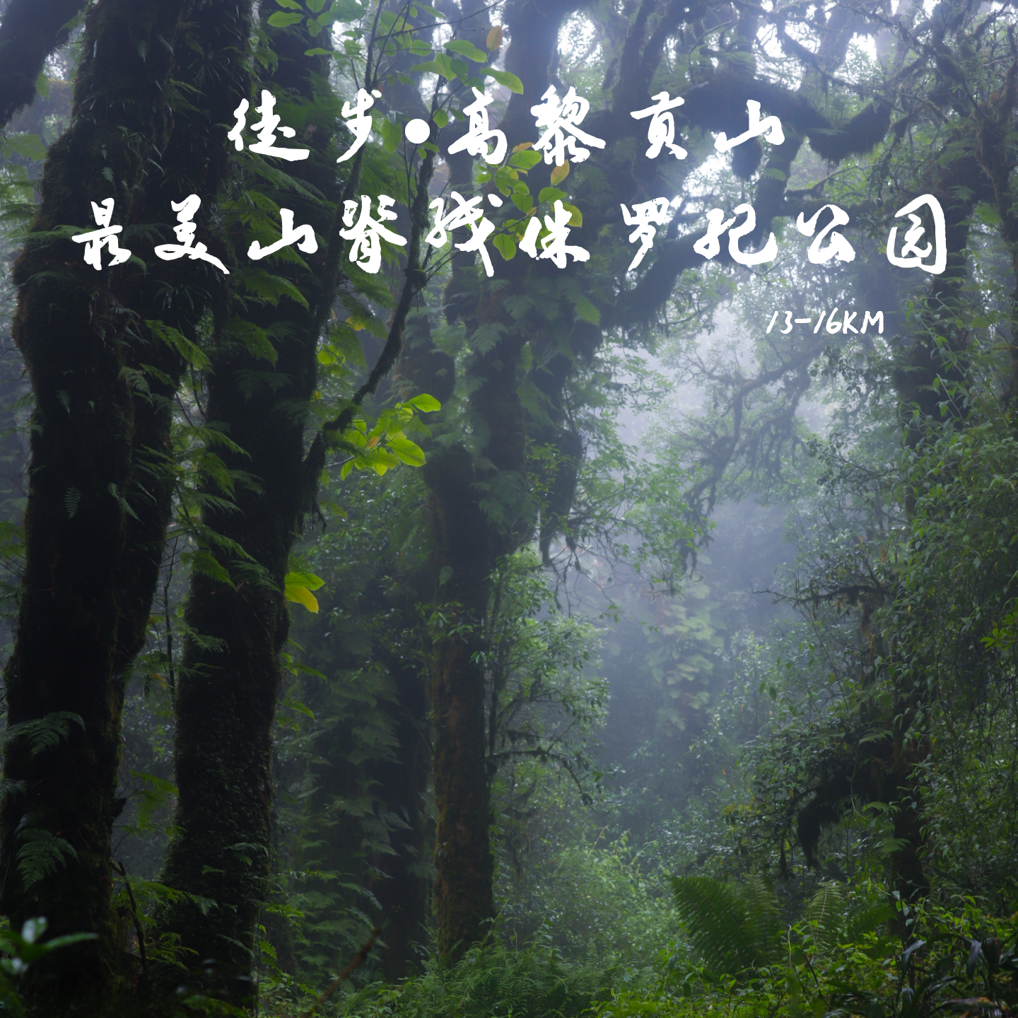 云南｜高黎贡山中南段一日徒步，徒步13-16公里，穿越原始森林/植物科普/生物小课堂/野温泉体验！