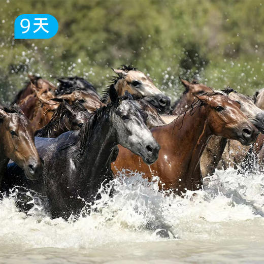 伊犁72公里｜全新升级2.0版 3大秘境领衔上新 欧亚大陆深处最独特的“绿岛视角” 9日 商品图8