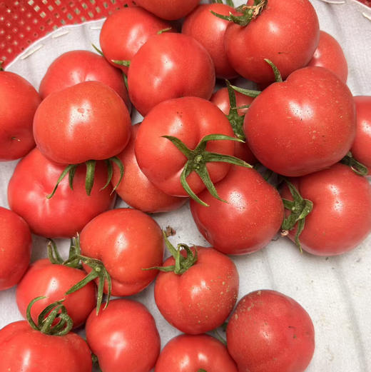 【新鲜普罗旺斯西红柿🍅】经典中的经典，自然熟🌿，皮薄沙瓤😋，番茄味儿浓郁，水分多💦，沙沙糯糯，低卡减肥果。 商品图8