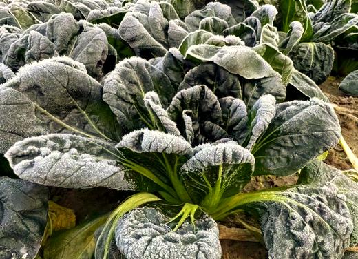 010菜心  清炒 白灼或者做菜饭 清甜菜本味 无化学农药无保鲜水 放心吃 商品图4