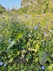 有机荔浦芋头｜荔浦顺丰 商品缩略图7