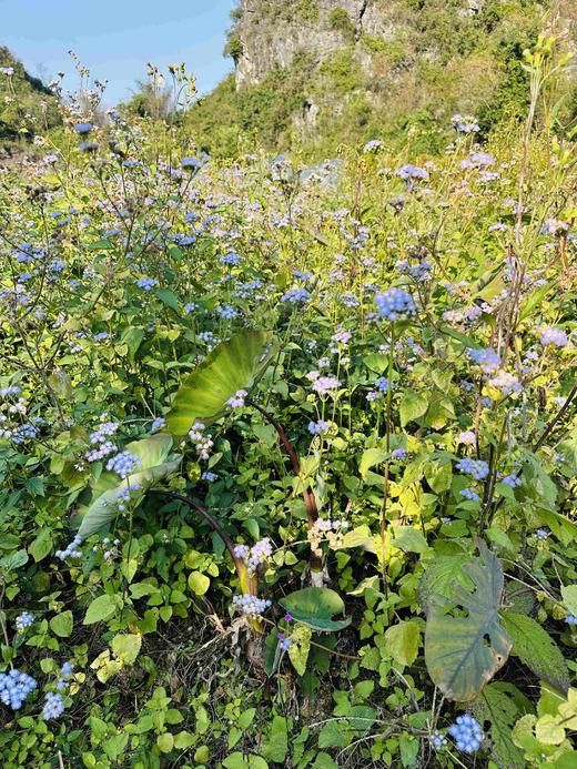 有机荔浦芋头｜荔浦顺丰 商品图7