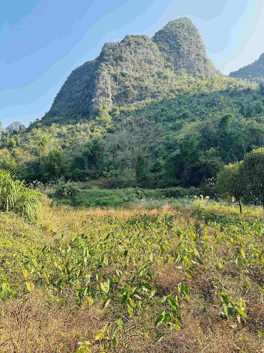 有机荔浦芋头｜荔浦顺丰 商品图6