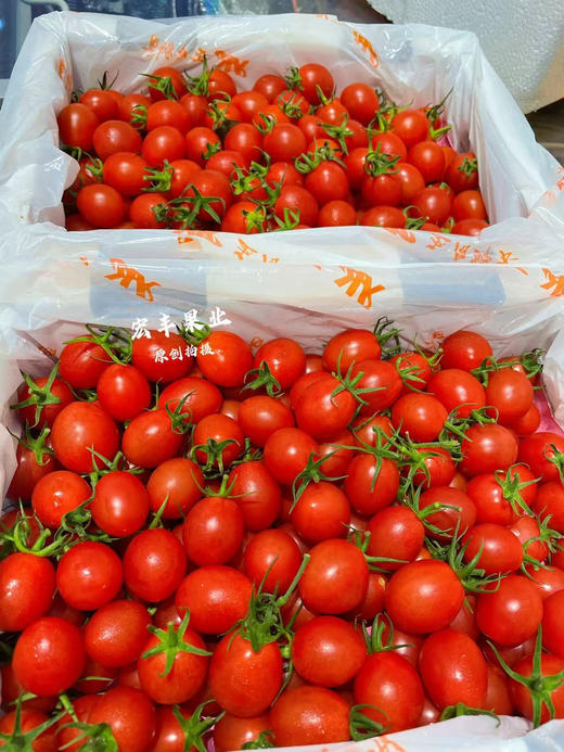 宏丰精选 红黄千禧圣女果 ，口感很甜，当季水果推荐 商品图9
