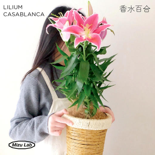 花治植物精选-香水百合-盆栽花（提前3天预订）（北京闪送） 商品图0
