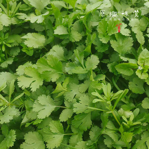 生态露天香菜 | 1斤/3斤装，来自成都郫都区，坚持有机标准种植 商品图6