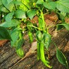 鸿翠园 有机尖椒 商品缩略图0
