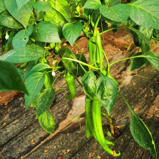 鸿翠园 有机尖椒 商品图0