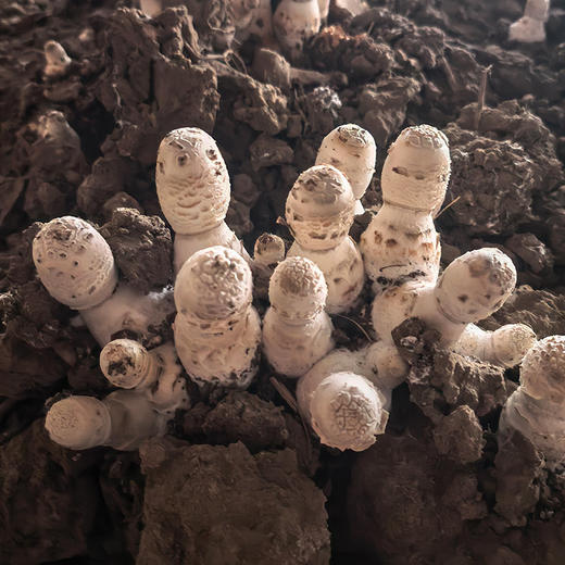 农家新鲜鸡腿菇 味鲜脆嫩 菌菇 食用菌类 清炒火锅 新鲜蔬菜 500g 商品图1