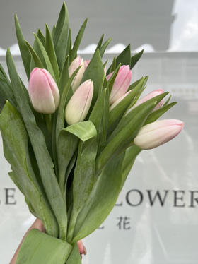 国产郁金香-【王朝粉】