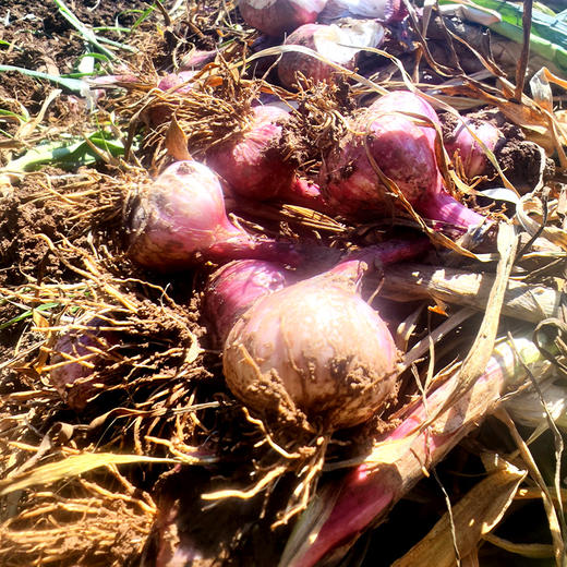 有机蒜头紫皮大蒜新鲜现挖大蒜头独蒜多瓣蒜家用湿蒜非干蒜子大果 商品图3