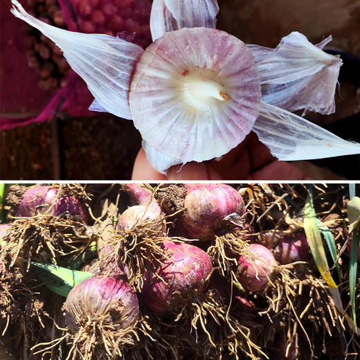 有机蒜头紫皮大蒜新鲜现挖大蒜头独蒜多瓣蒜家用湿蒜非干蒜子大果 商品图4