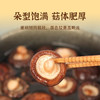 香菇（金钱菇）250g/袋 商品缩略图2