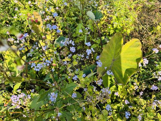 有机荔浦芋头｜荔浦顺丰 商品图8