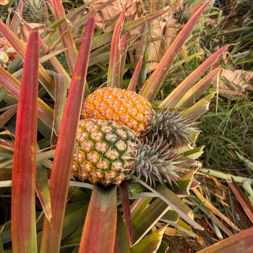 金钻凤梨#果肉细腻 汁水丰盈甜度高，来自海南的美味，现摘现发 商品图4