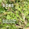 生态露天香菜 | 1斤/3斤装，来自成都郫都区，坚持有机标准种植 商品缩略图0