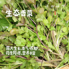 生态露天香菜 | 1斤/3斤装，来自成都郫都区，坚持有机标准种植