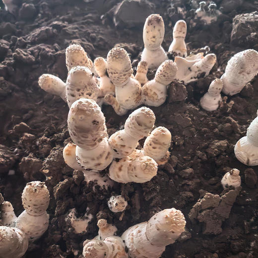 农家新鲜鸡腿菇 味鲜脆嫩 菌菇 食用菌类 清炒火锅 新鲜蔬菜 500g 商品图4