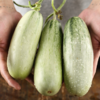 【果蔬精选】山东春季头茬羊角蜜甜瓜 香甜羊角蜜 羊角脆 脆甜多汁 吃过都说好甜 现摘现发 商品缩略图3