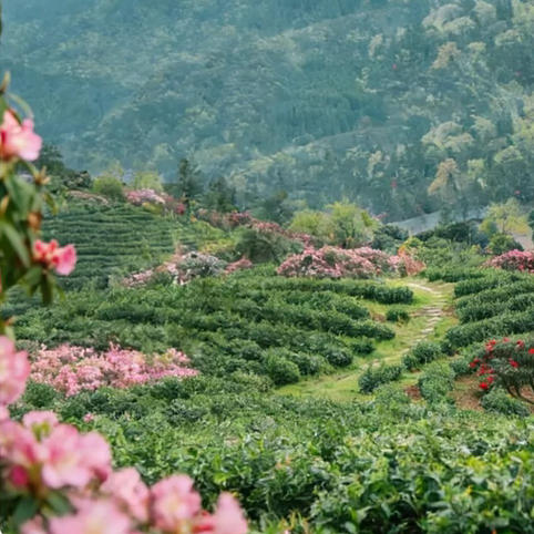 贵州｜3.28-4.1季节限定一年一度赏杜鹃花5天4晚，更多排期：4.1-4.5，4.11-4.15，百里杜鹃/铜鼓荡/寻龙洞探洞、羊皮洞瀑布，踏春黔徒轻徒步精致小团 商品图3
