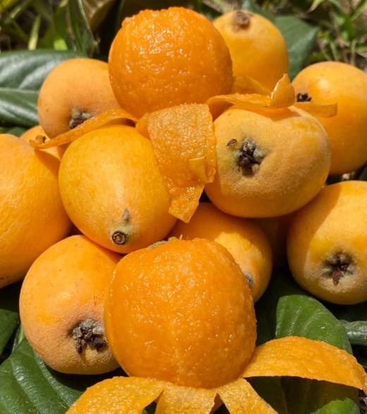 品牌高山冰糖枇杷礼盒顺丰包邮 商品图0