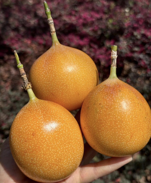 海南空运热情果-礼盒 商品图4