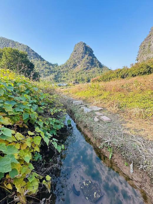 有机荔浦芋头｜荔浦顺丰 商品图4