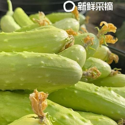 【牛奶白玉黄瓜】采用发酵大豆施肥，牛奶灌溉，新鲜采摘发货，瓜肉饱满，口感爽脆，非常适合生吃，“咔嚓”一声，一口咬下，清脆悦耳·满嘴尽是清新。 商品图4