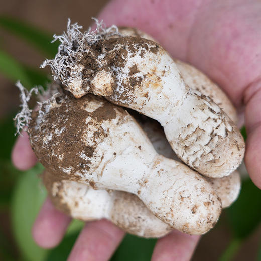 农家新鲜鸡腿菇 味鲜脆嫩 菌菇 食用菌类 清炒火锅 新鲜蔬菜 500g 商品图2