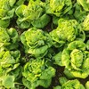 鸿翠园 有机罗马生菜（有机孔雀菜） 商品缩略图0