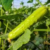 【牛奶白玉黄瓜】采用发酵大豆施肥，牛奶灌溉，新鲜采摘发货，瓜肉饱满，口感爽脆，非常适合生吃，“咔嚓”一声，一口咬下，清脆悦耳·满嘴尽是清新。 商品缩略图6