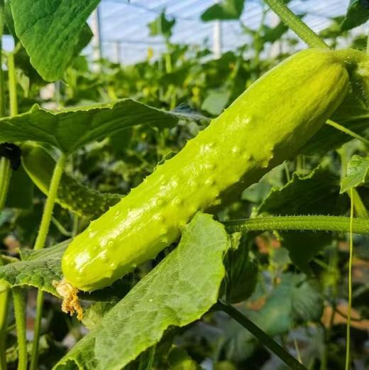 【牛奶白玉黄瓜】采用发酵大豆施肥，牛奶灌溉，新鲜采摘发货，瓜肉饱满，口感爽脆，非常适合生吃，“咔嚓”一声，一口咬下，清脆悦耳·满嘴尽是清新。 商品图6