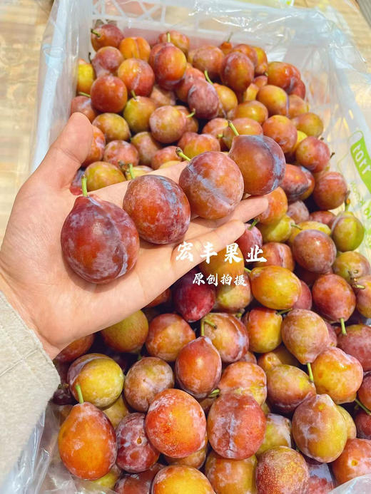 宏丰精选 智利西梅 大果，口感甜 活动价19.8一斤 商品图0