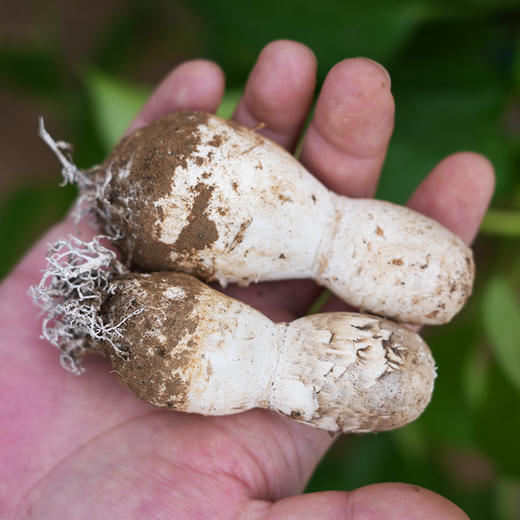农家新鲜鸡腿菇 味鲜脆嫩 菌菇 食用菌类 清炒火锅 新鲜蔬菜 500g 商品图7