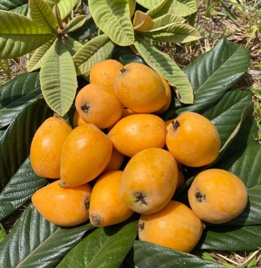 品牌高山冰糖枇杷礼盒顺丰包邮 商品图1