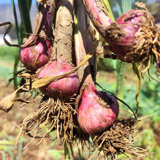 有机蒜头紫皮大蒜新鲜现挖大蒜头独蒜多瓣蒜家用湿蒜非干蒜子大果 商品图2