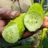 【牛奶白玉黄瓜】采用发酵大豆施肥，牛奶灌溉，新鲜采摘发货，瓜肉饱满，口感爽脆，非常适合生吃，“咔嚓”一声，一口咬下，清脆悦耳·满嘴尽是清新。 商品缩略图3
