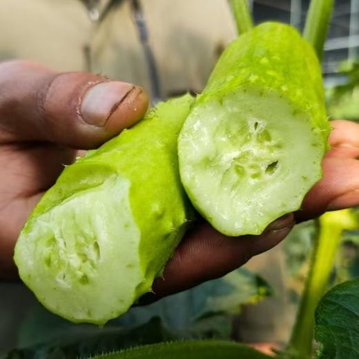 【牛奶白玉黄瓜】采用发酵大豆施肥，牛奶灌溉，新鲜采摘发货，瓜肉饱满，口感爽脆，非常适合生吃，“咔嚓”一声，一口咬下，清脆悦耳·满嘴尽是清新。 商品图3