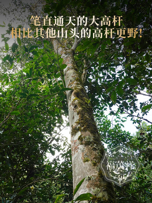 2026年春茶【天门山高杆】古树茶，易武茶区天门山大高杆古树茶100克普洱生茶，数量稀缺；限量发售 商品图2