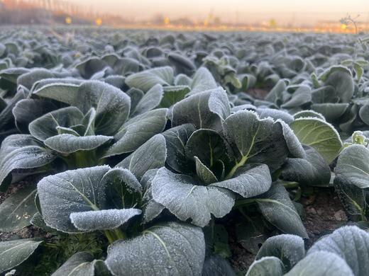 010菜心  清炒 白灼或者做菜饭 清甜菜本味 无化学农药无保鲜水 放心吃 商品图5