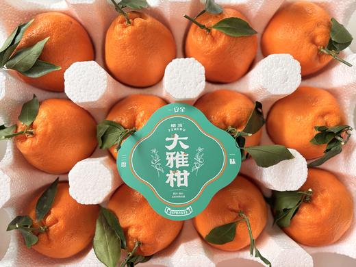 精笃大雅柑 商品图1