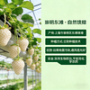 【东滩绿港】梦之芙白草莓 商品缩略图2