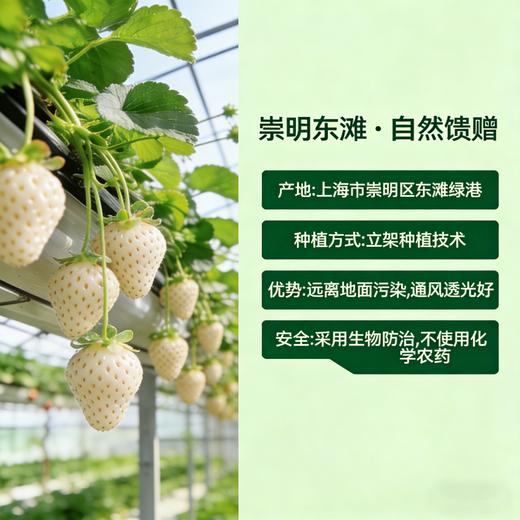 【东滩绿港】梦之芙白草莓 商品图2