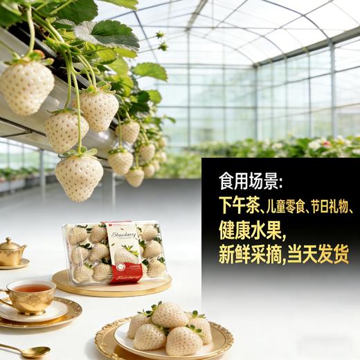 【东滩绿港】梦之芙白草莓 商品图3