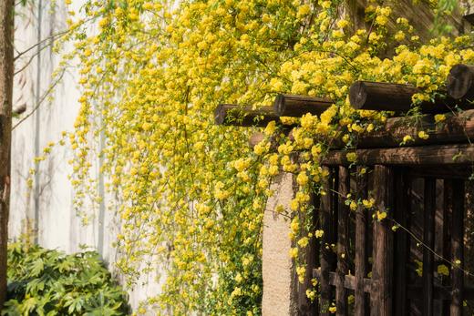 🌸 春日赏花丨濮院时尚古镇×梅尚度假酒店×3天2晚套餐丨嘉兴 商品图1