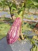 合作｜紫花茄/紫茄子 商品缩略图1