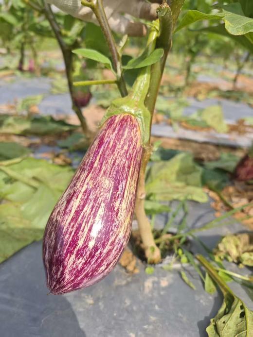 合作｜紫花茄/紫茄子 商品图1