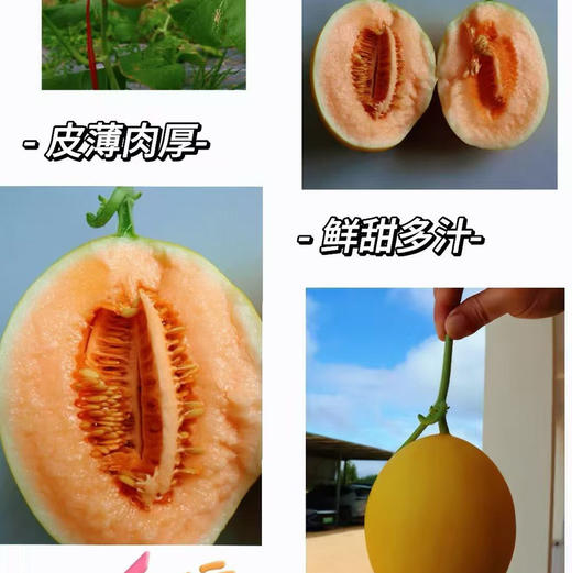 海南小金珠甜瓜（一个2斤左右）要切备注 商品图3